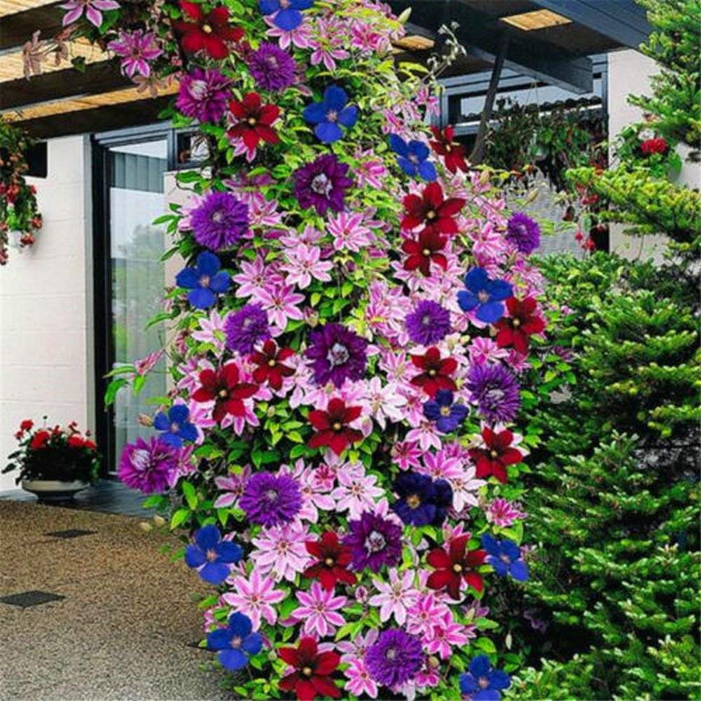 Earth Hopper Clematis Seeds Mixed Color Flower 35 Seeds Garden Balcony Climbing Plants - Mixed Color