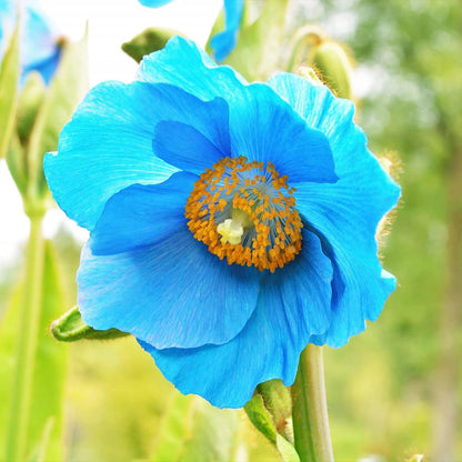 50+ SEEDS- BLUE HIMALAYAN POPPY Tibetan Meconopsis Betonicifolia Flower Seeds
