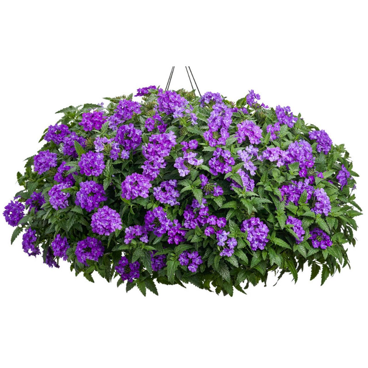 NooElec Seeds India 35+ SEEDS- Verbena Superbena 'Violet Ice' Flower Seeds For Planting Home Garden,