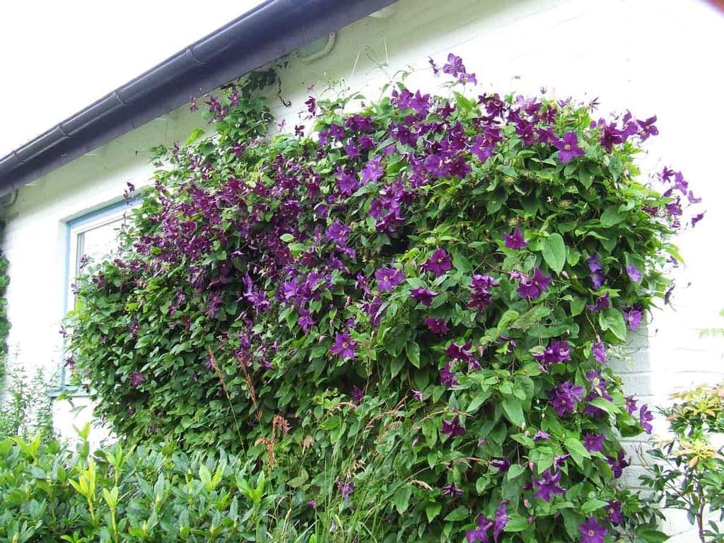 Seeds Ville Clematis "Etoile Violette" Climbing Vine Flowering Plant Seeds - 30 Seeds Economy Pack