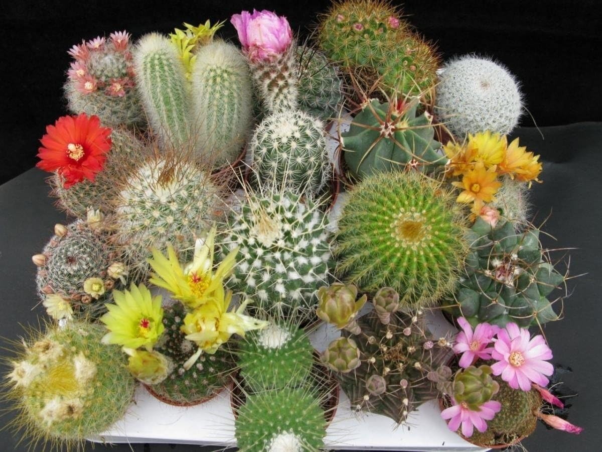 75 Seeds- Mix Air Purifier Cactus Succulent Seeds For Planting- Grow Indoor & Outdoor - Year Round