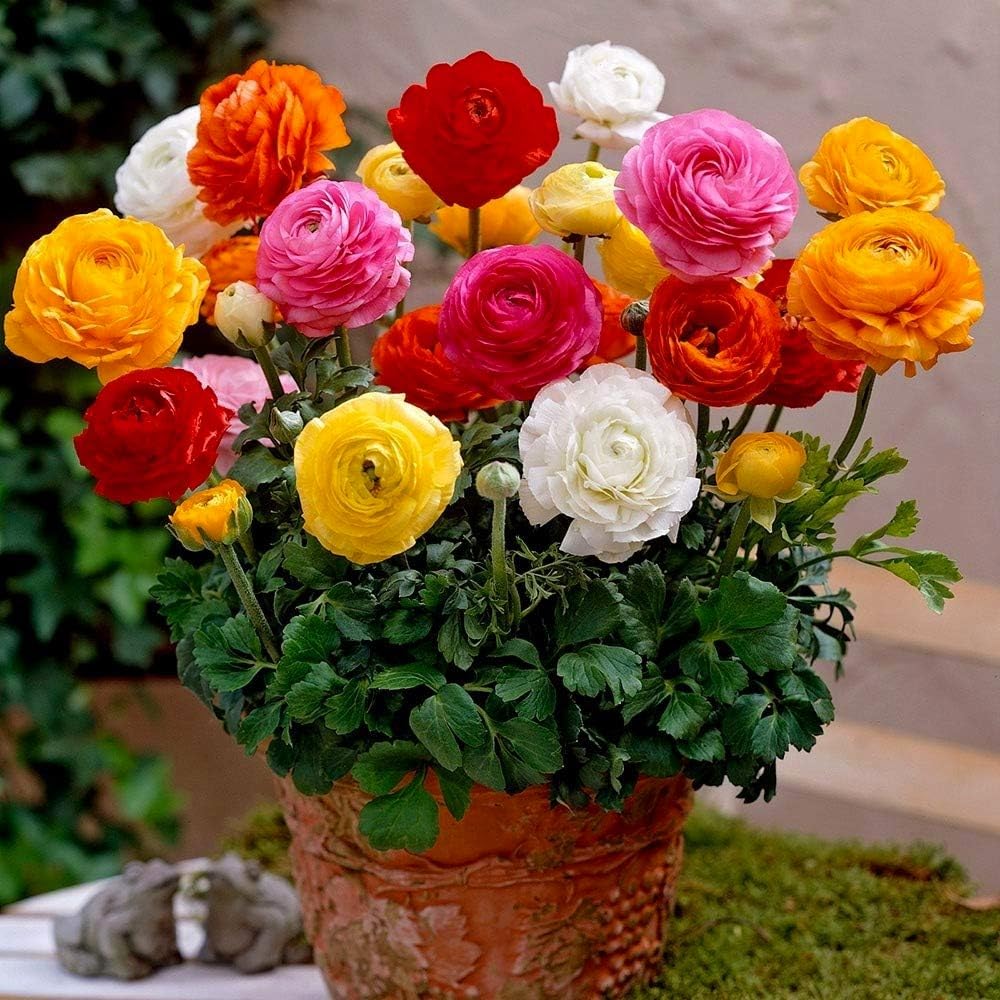 50 Seeds Ranunculus Flower Mix Colors Pack for Gardening, Low Maintenance, Air Purifying, Grow All Seasons