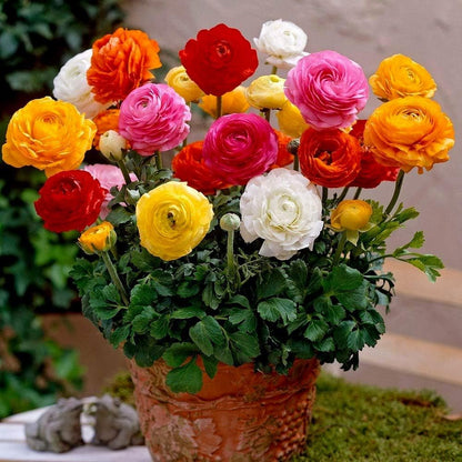 50 Seeds Ranunculus Flower Mix Colors Pack for Gardening, Low Maintenance, Air Purifying, Grow All Seasons