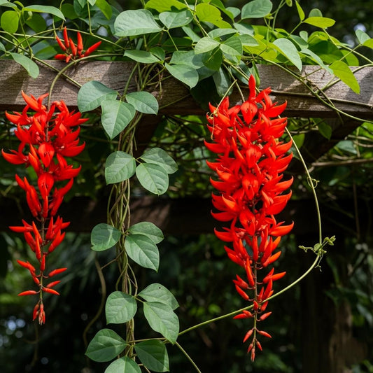 Jade Vine Flower Seeds - Pack of 60+ | All-India All-Season Planting | Easy Growth & Low Maintenance | Drought Resistant (RED)