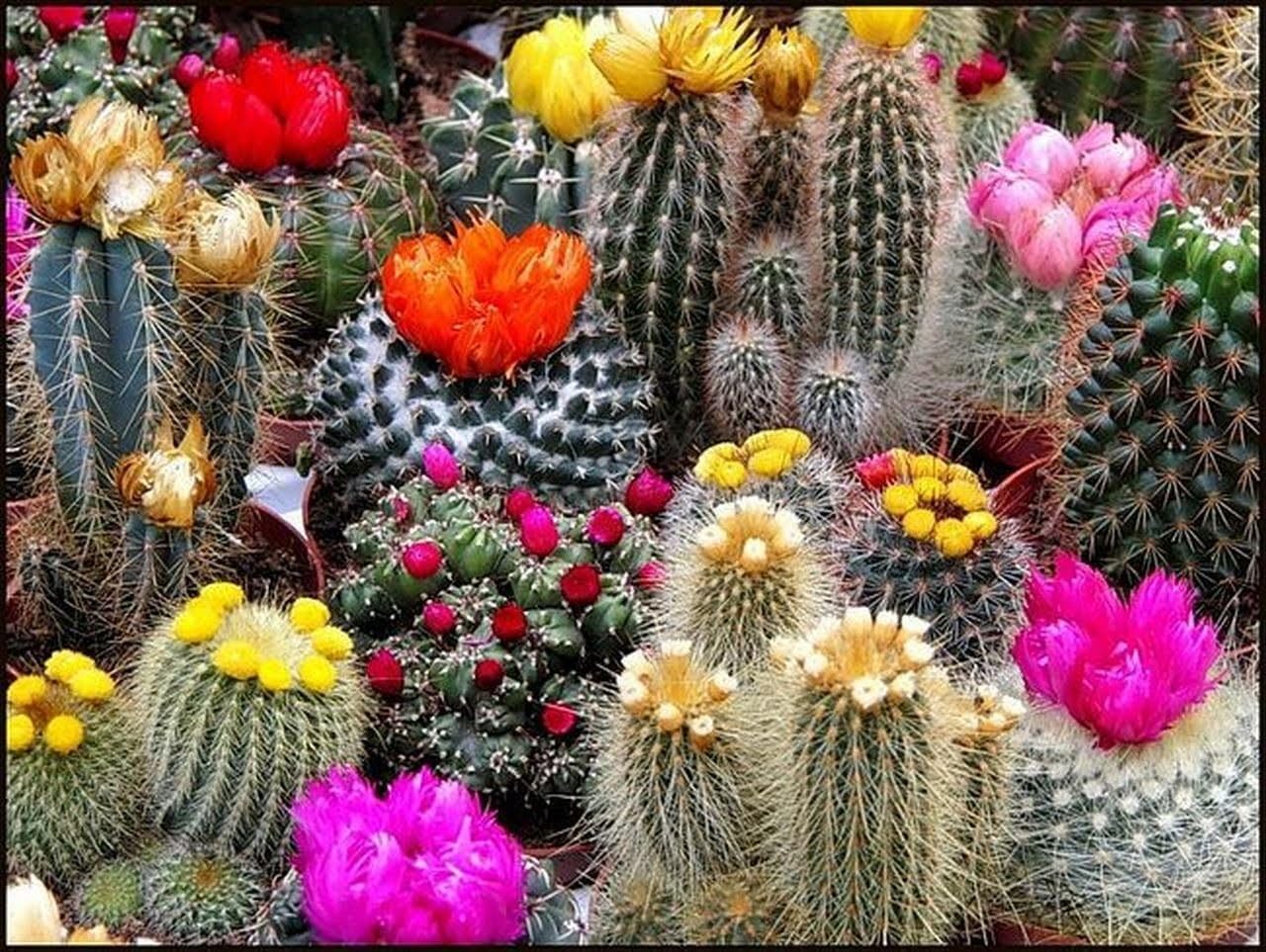 75 Seeds- Mix Air Purifier Cactus Succulent Seeds For Planting- Grow Indoor & Outdoor - Year Round