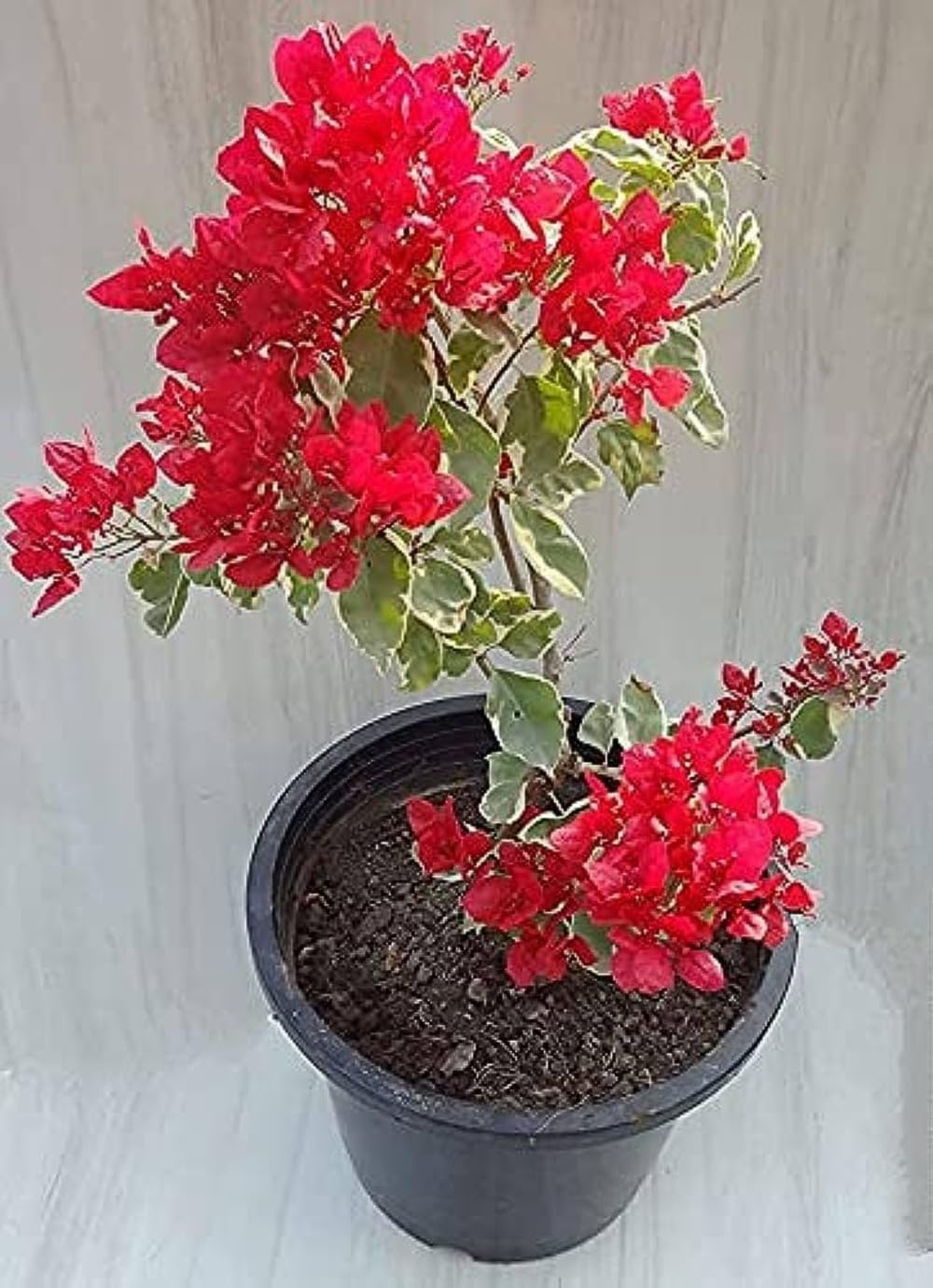 35+ SEEDS- Mix Bougainvillea Flower Vine Plant Seeds For Home Garden.Red & Purple Mix