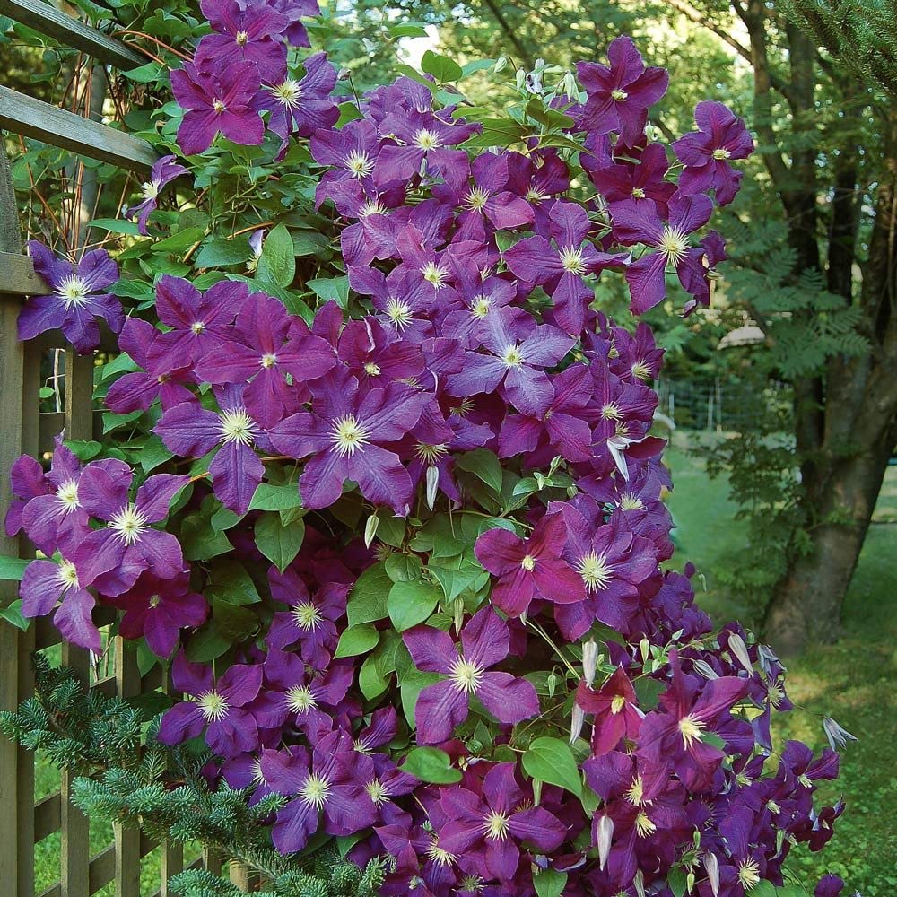 Seeds Ville Clematis "Etoile Violette" Climbing Vine Flowering Plant Seeds - 30 Seeds Economy Pack