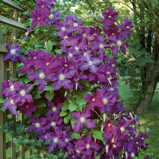 Seeds Ville Clematis "Etoile Violette" Climbing Vine Flowering Plant Seeds - 30 Seeds Economy Pack