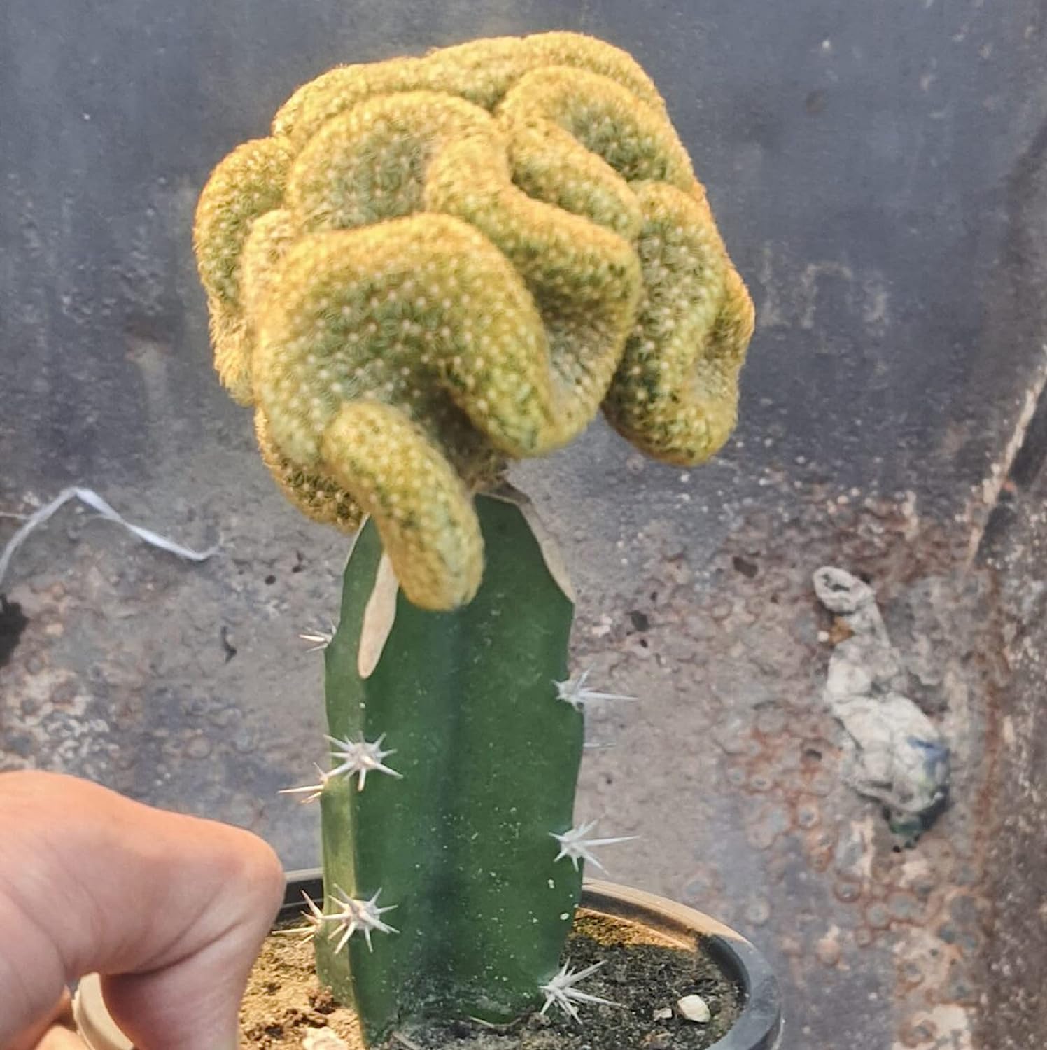 35 Seeds- Green Brain Cactus Seed,Stenocactus Multicostatus Seeds Rare Succulents Plant Bloom Plant Seeds