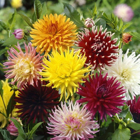 20 Seeds- Dahlia Cactus Garden Cut Flower Seed Mix For Planting Home Garden