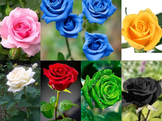Multicolor Rose Gulab Flower Seeds, 90+ Seeds (Red, Blue, White, Black, Green, Yellow 15+ Seeds Each)