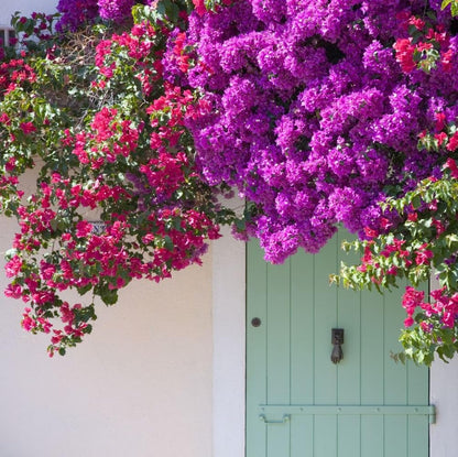 35+ SEEDS- Mix Bougainvillea Flower Vine Plant Seeds For Home Garden.Red & Purple Mix
