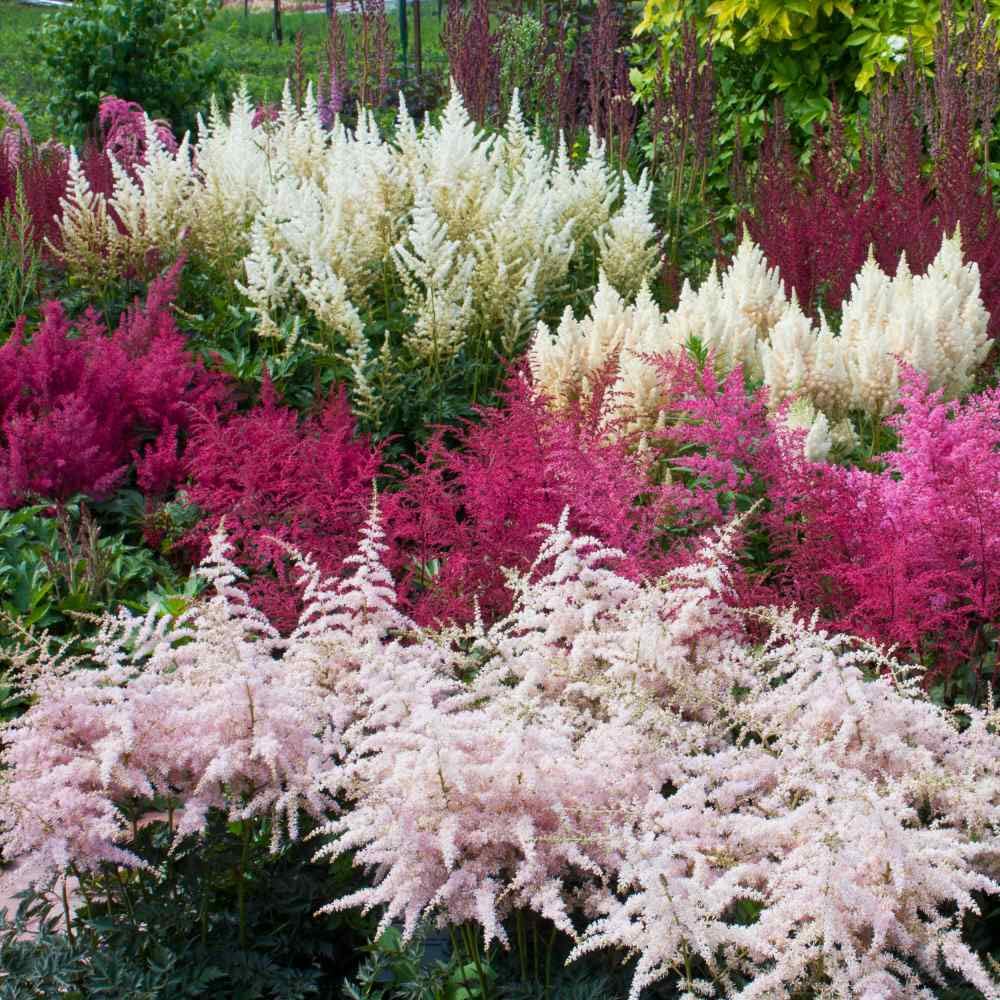 Earth Hopper 100+ SEEDS- Astilbe Flower Seeds For Planting Home Garden- Grow All India.Grow Year Round.