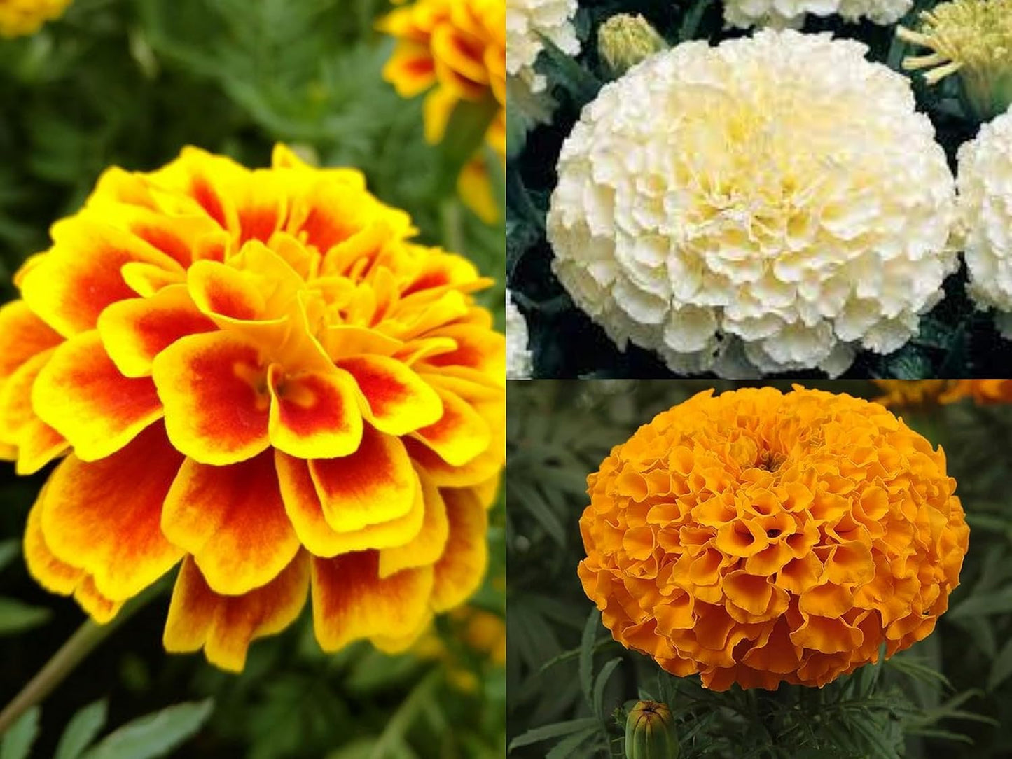 Low Maintenance Hybrid Flower Seeds Combo Pack- All Year Flower Seeds Supply (50 VARIETIES)