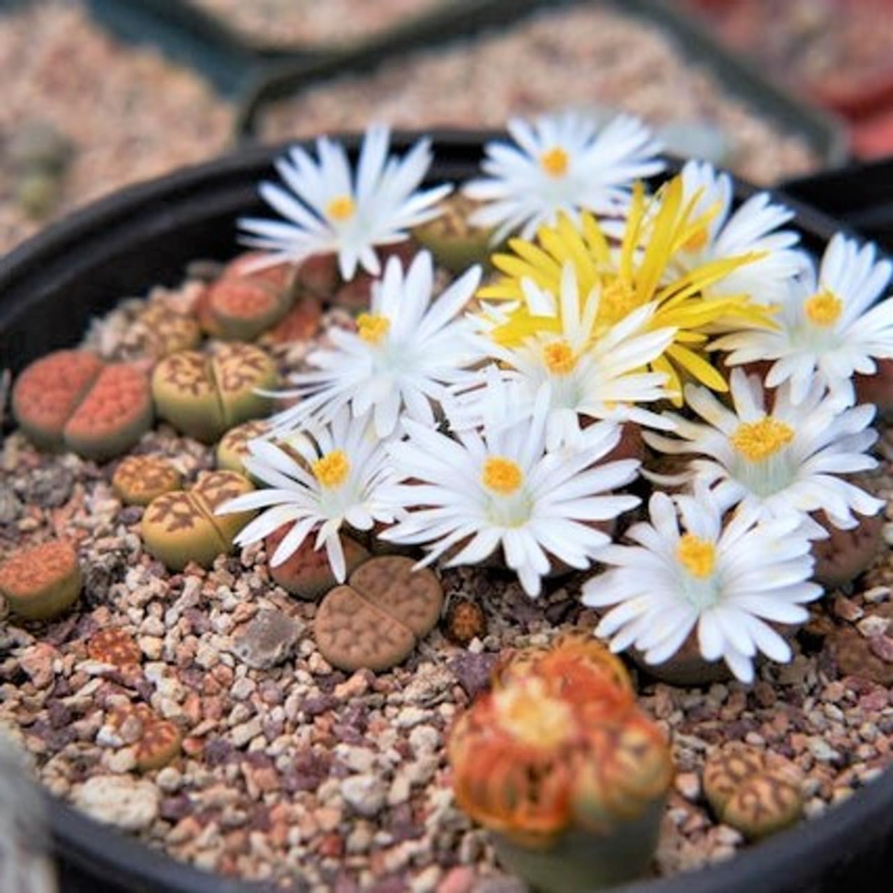RARE Lithops MIX succulent cactus EXOTIC living stones desert rock seeds - Grow in all seasons, Indoor/Outdoor (100 Seeds)