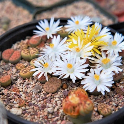 RARE Lithops MIX succulent cactus EXOTIC living stones desert rock seeds - Grow in all seasons, Indoor/Outdoor (100 Seeds)