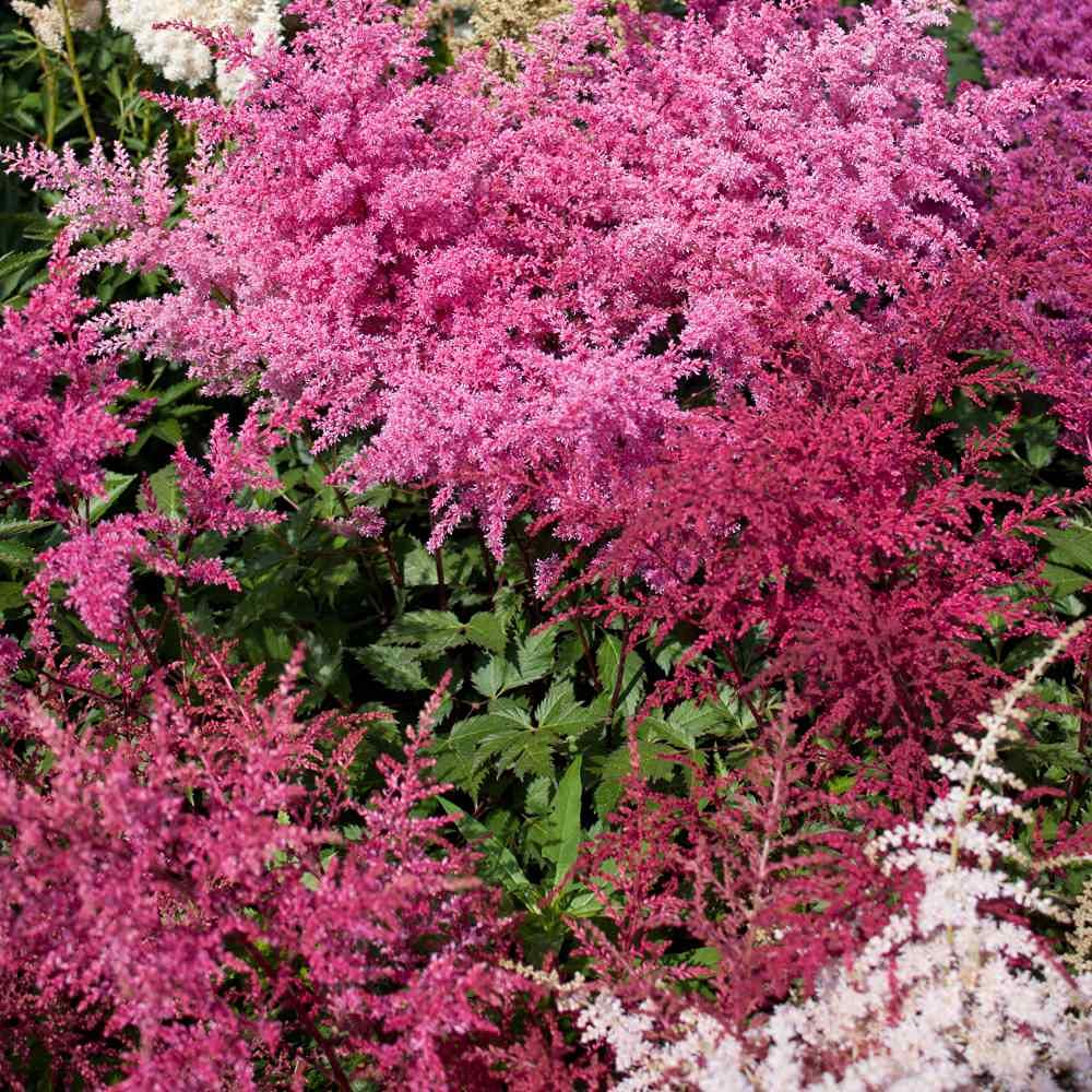 Earth Hopper 100+ SEEDS- Astilbe Flower Seeds For Planting Home Garden- Grow All India.Grow Year Round.