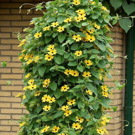 50+ Seeds- Thunbergia Black-Eyed Susan Yellow Climbing Vine Flowering Plants Seeds For Home Garden