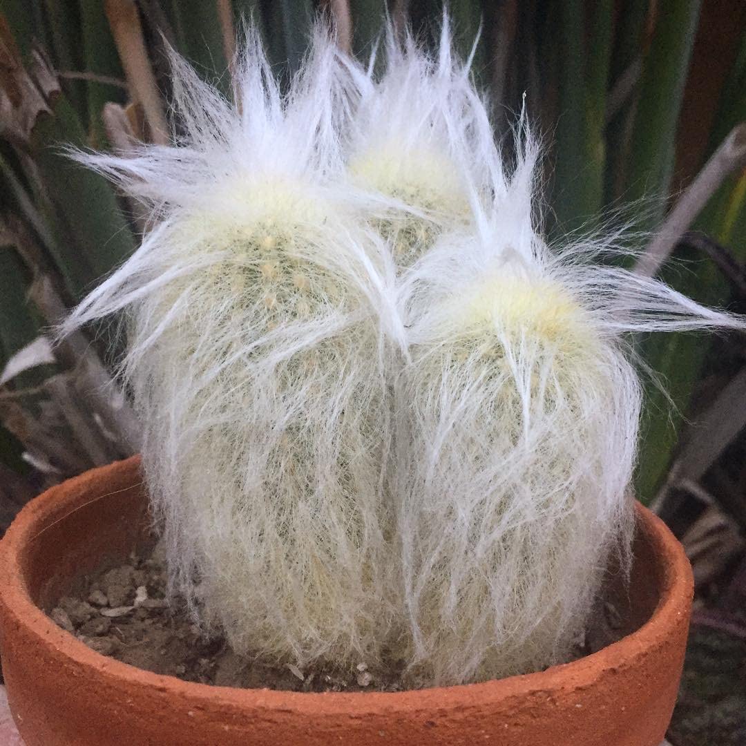 Earth Hopper Indoor Cactus Succulent Seeds Pack - 35 Seeds Eco Pack (Old Lady Cactus)