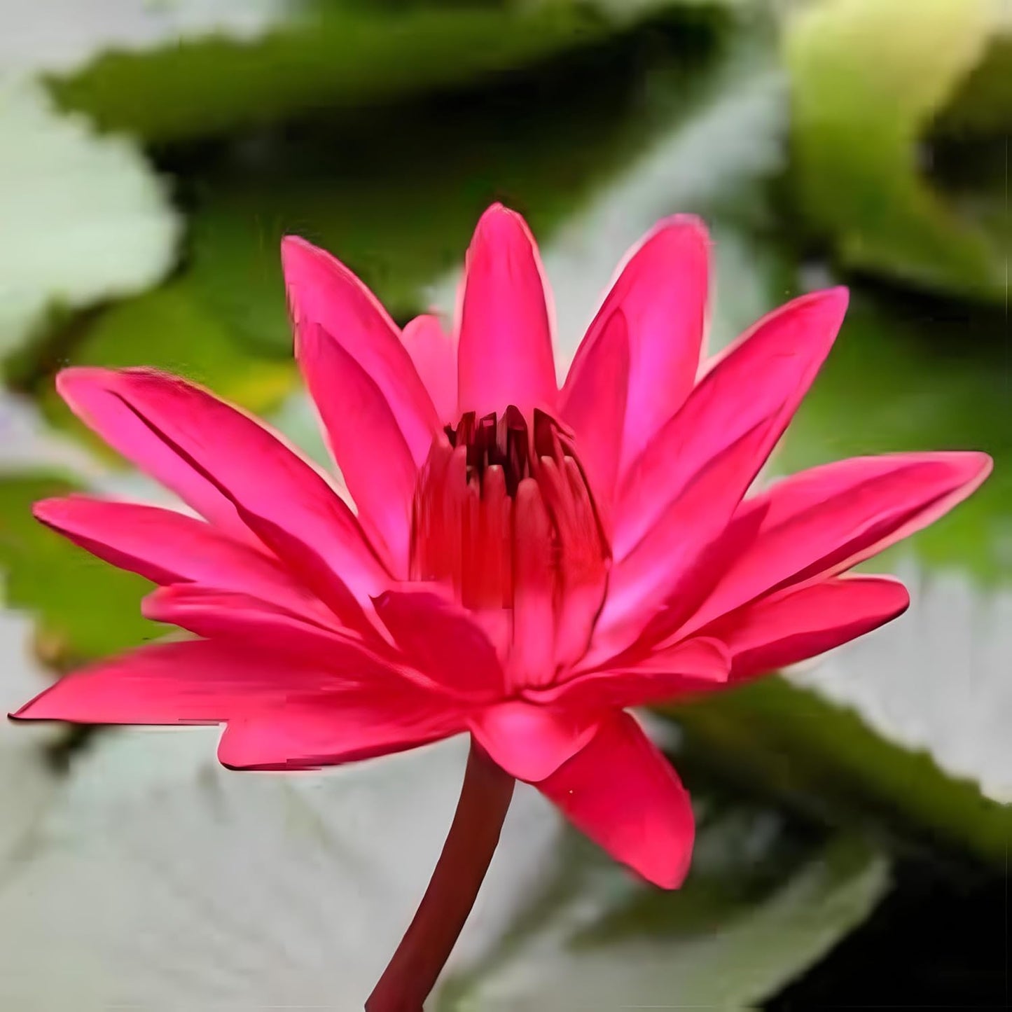 Exotic Night Blooming Lotus Flower Seeds- 15 Seeds Eco Pack