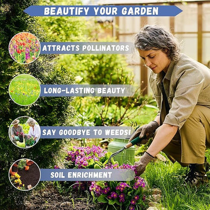 50 Seeds Ranunculus Flower Mix Colors Pack for Gardening, Low Maintenance, Air Purifying, Grow All Seasons