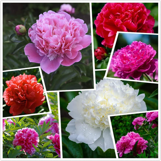 Cotton Candy Peony Mix Flower Seeds Home Pack - 50 Fresh Seeds - Outdoor Flower Plant Seeds - फूल के बीज