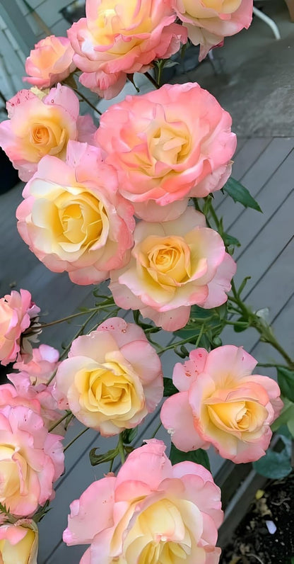 200+ SEEDS- Hybrid Climbing Rose Flower Mix Seeds, Year-Round Blooms