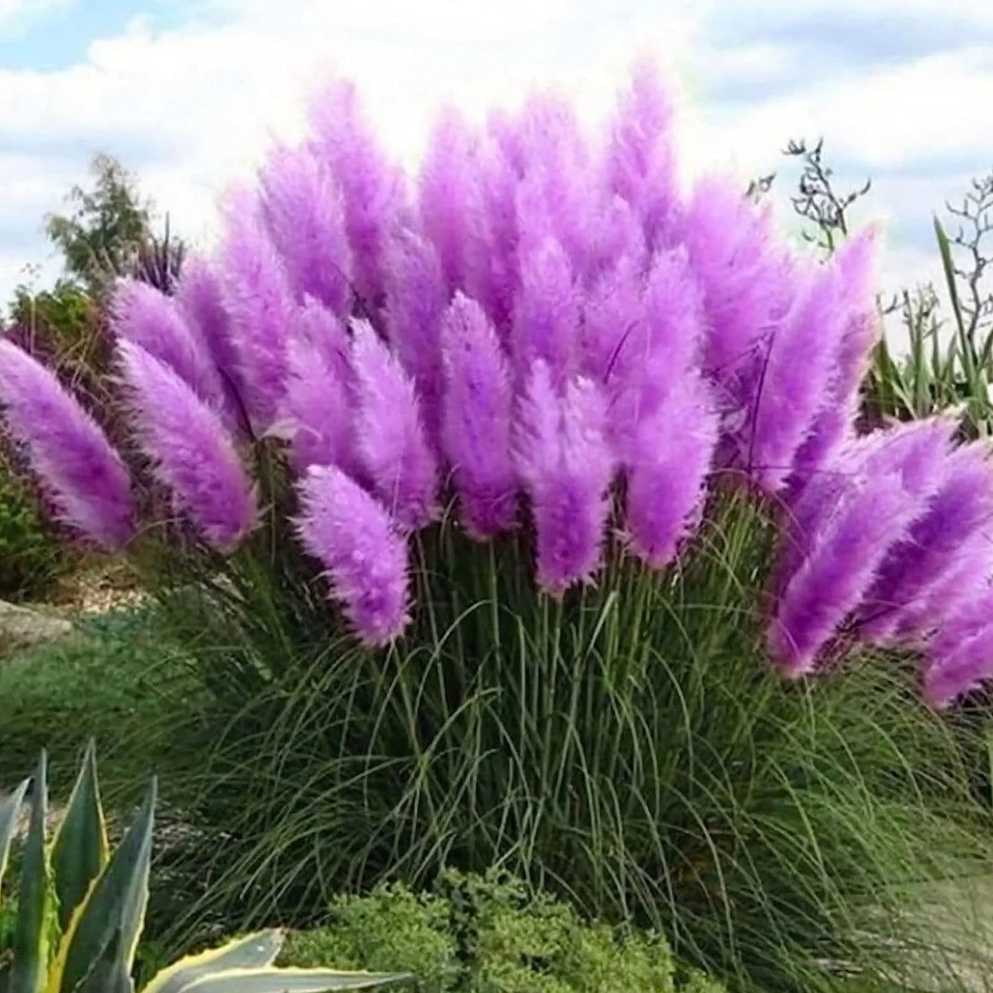 35+ Seeds- Pampas Grass Seeds,Home Garden Decoration Ornamental Grass Seeds（Purple）