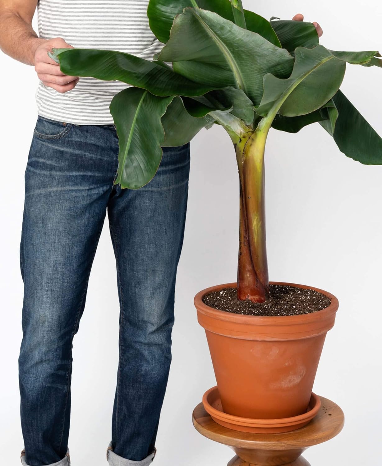 Original Dwarf Cavendish Banana Tree Seeds- 30 Seeds Pack