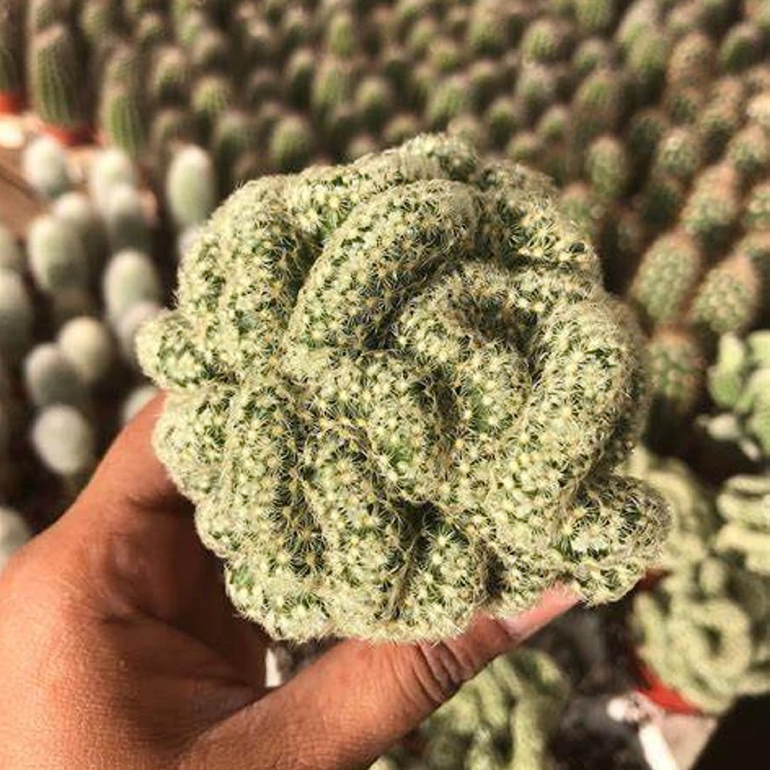 35 Seeds- Green Brain Cactus Seed,Stenocactus Multicostatus Seeds Rare Succulents Plant Bloom Plant Seeds