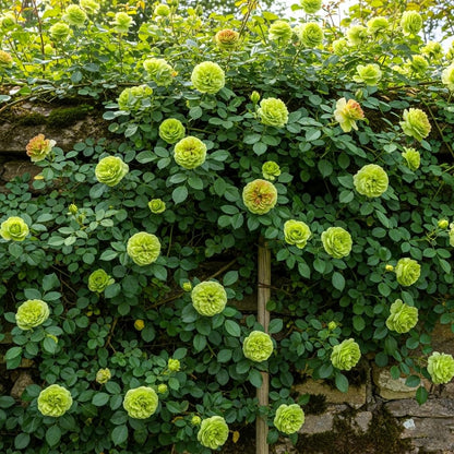 Earth Hopper Climbing Rose Hybrid Seeds Pack - Large Flowers- 70 Easy-to-Grow Seeds for Vibrant Blooms, Suitable for All Indian Climates (ALL IN ONE MIX)