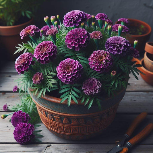 60+ Seeds- Dwarf Hybrid Purple Marigold Flower Seeds For Home Garden