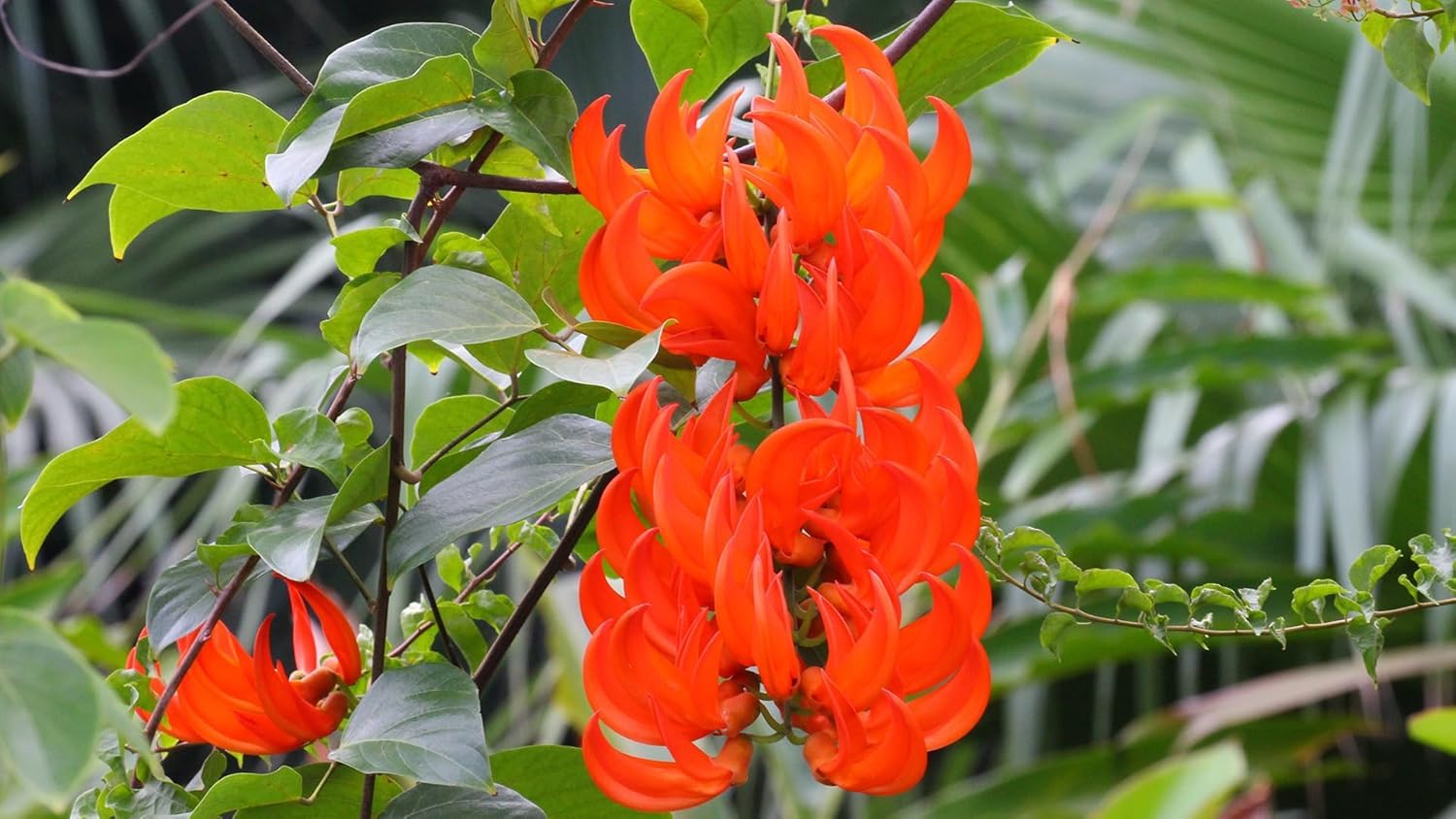 Jade Vine Flower Seeds - Pack of 60+ | All-India All-Season Planting | Easy Growth & Low Maintenance | Drought Resistant (RED)