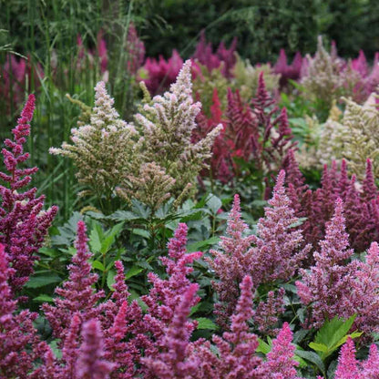 Earth Hopper 100+ SEEDS- Astilbe Flower Seeds For Planting Home Garden- Grow All India.Grow Year Round.