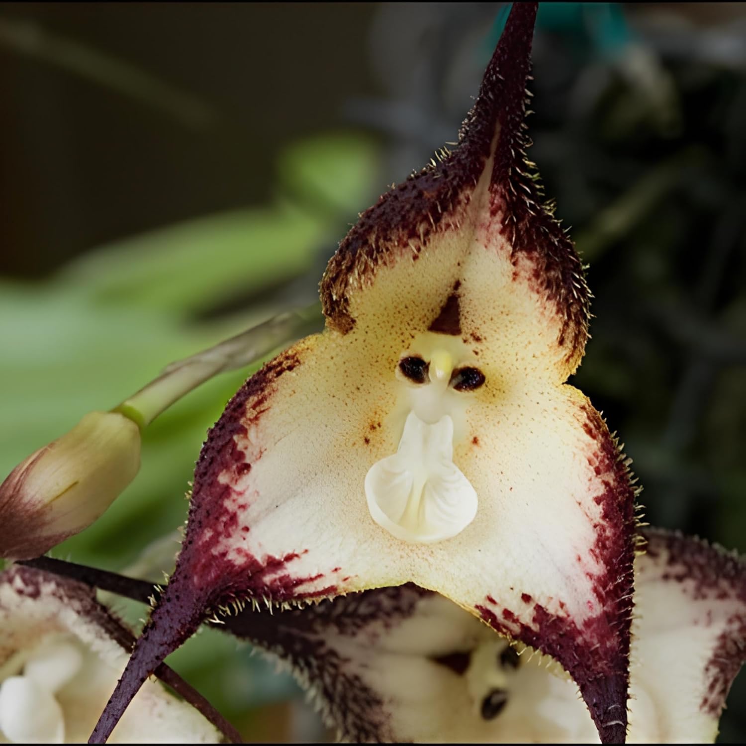 Dracula Simia Monkey Face Orchid Flower Seeds for Planting (35 Pcs)
