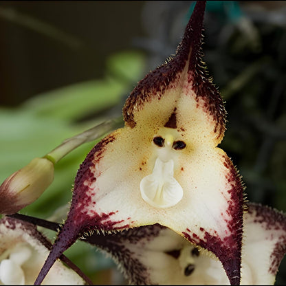 Dracula Simia Monkey Face Orchid Flower Seeds for Planting (35 Pcs)