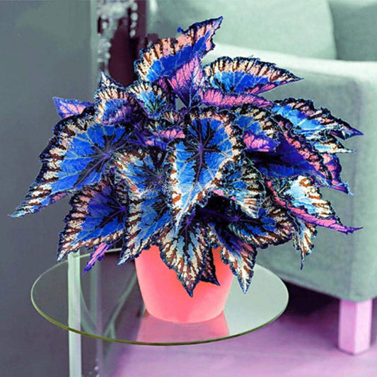 50+ Seeds- BLUE MINI COLEUS TREE SEEDS, GROW INDOOR or OUTDOOR, GROW All SEASON