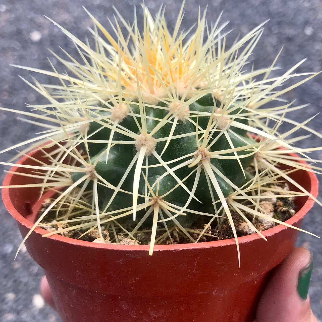Earth Hopper Indoor Cactus Succulent Seeds Pack - 35 Seeds Eco Pack (Angel Wings Cactus)