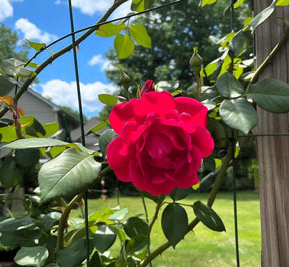 Earth Hopper Climbing Rose Hybrid Seeds Pack - Large Flowers- 70 Easy-to-Grow Seeds for Vibrant Blooms, Suitable for All Indian Climates (RED)