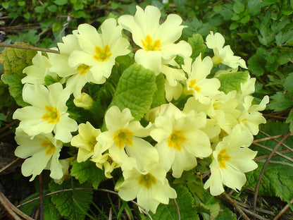 35+ SEEDS- Primrose Flower HYBRID Mix Flower Seeds For Planting Home Garden- Grow Year Round- All India.