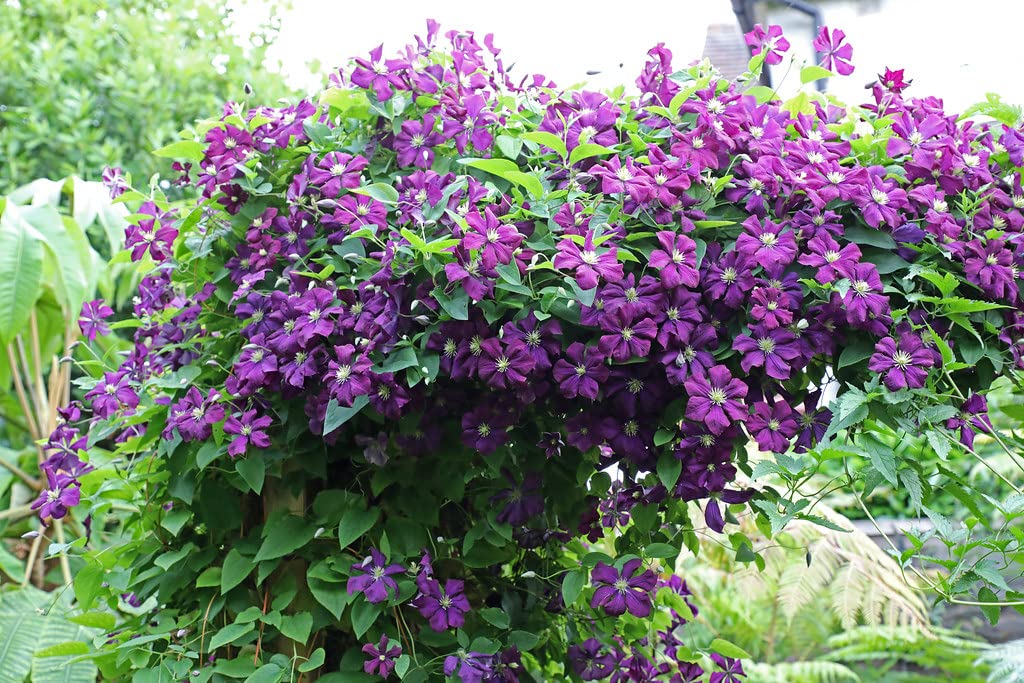 Seeds Ville Clematis "Etoile Violette" Climbing Vine Flowering Plant Seeds - 30 Seeds Economy Pack