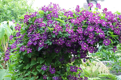 Seeds Ville Clematis "Etoile Violette" Climbing Vine Flowering Plant Seeds - 30 Seeds Economy Pack