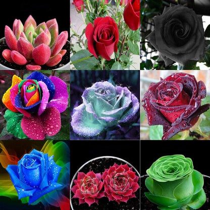 Hybrid All Season Mixed English Rose Flower 60+ Seeds for Home Garden Balcony Lawn Garden - Grow Year Round - All India