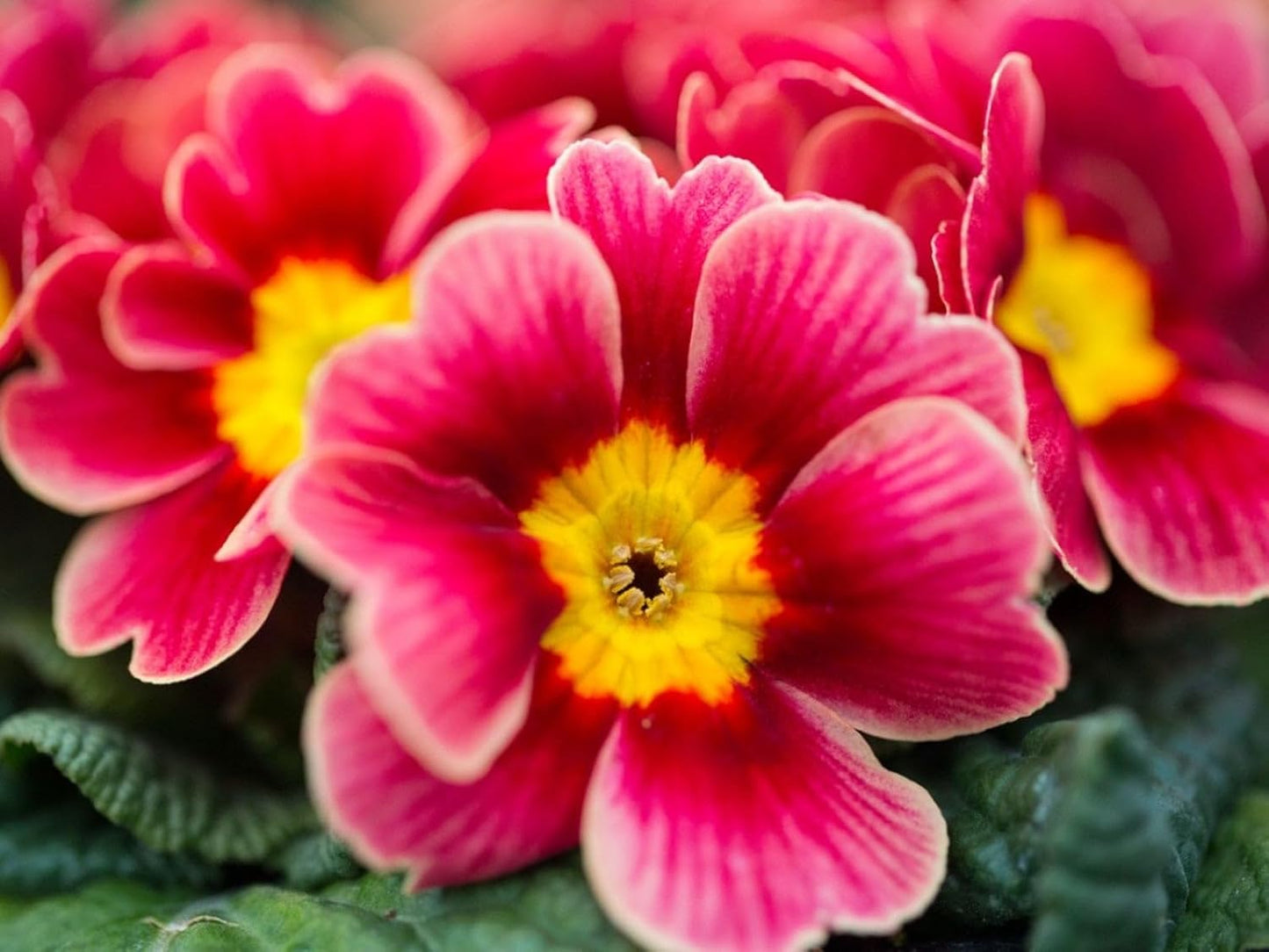 35+ SEEDS- Primrose Flower HYBRID Mix Flower Seeds For Planting Home Garden- Grow Year Round- All India.