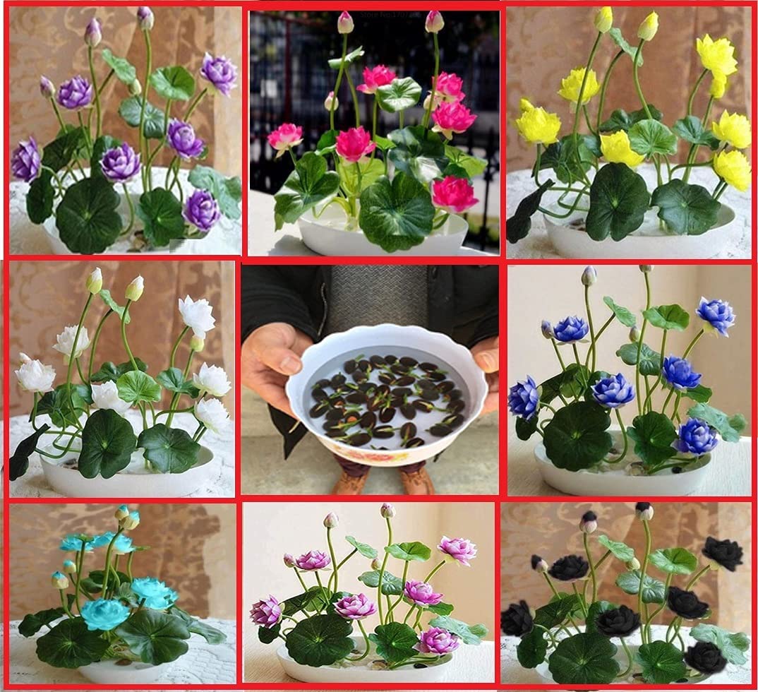 Lotus Mix Flower Seeds (Pack Of 20 Seeds) - All Mix Colors… Growing Lotus Brings Positive Vibrations According To Vaastu Shastra…,Multicolour(lotus545)