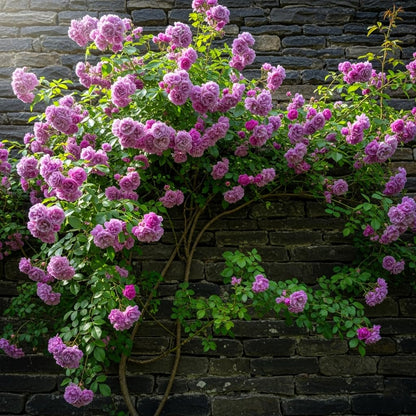 Earth Hopper Climbing Rose Hybrid Seeds Pack - Large Flowers- 70 Easy-to-Grow Seeds for Vibrant Blooms, Suitable for All Indian Climates (RED)
