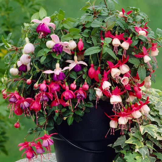 35+ Seeds- Mix Fuchsia Hanging Flower Seeds For Home Garden - Grow In All Seasons
