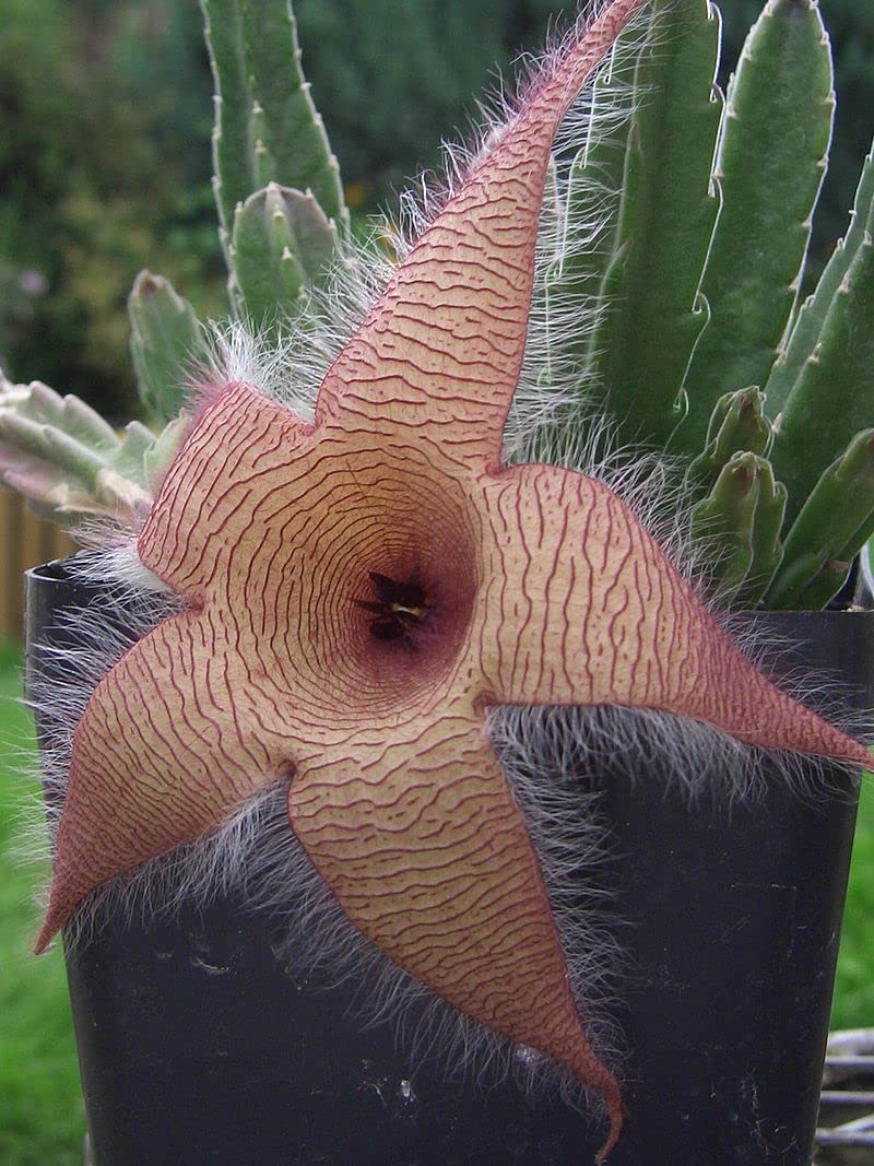Exotic Star Cactus Succulent Seeds Pack - Grow Indoor & Outdoor - 50 Seeds