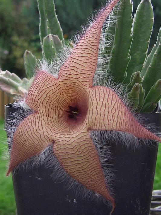Exotic Star Cactus Succulent Seeds Pack - Grow Indoor & Outdoor - 50 Seeds