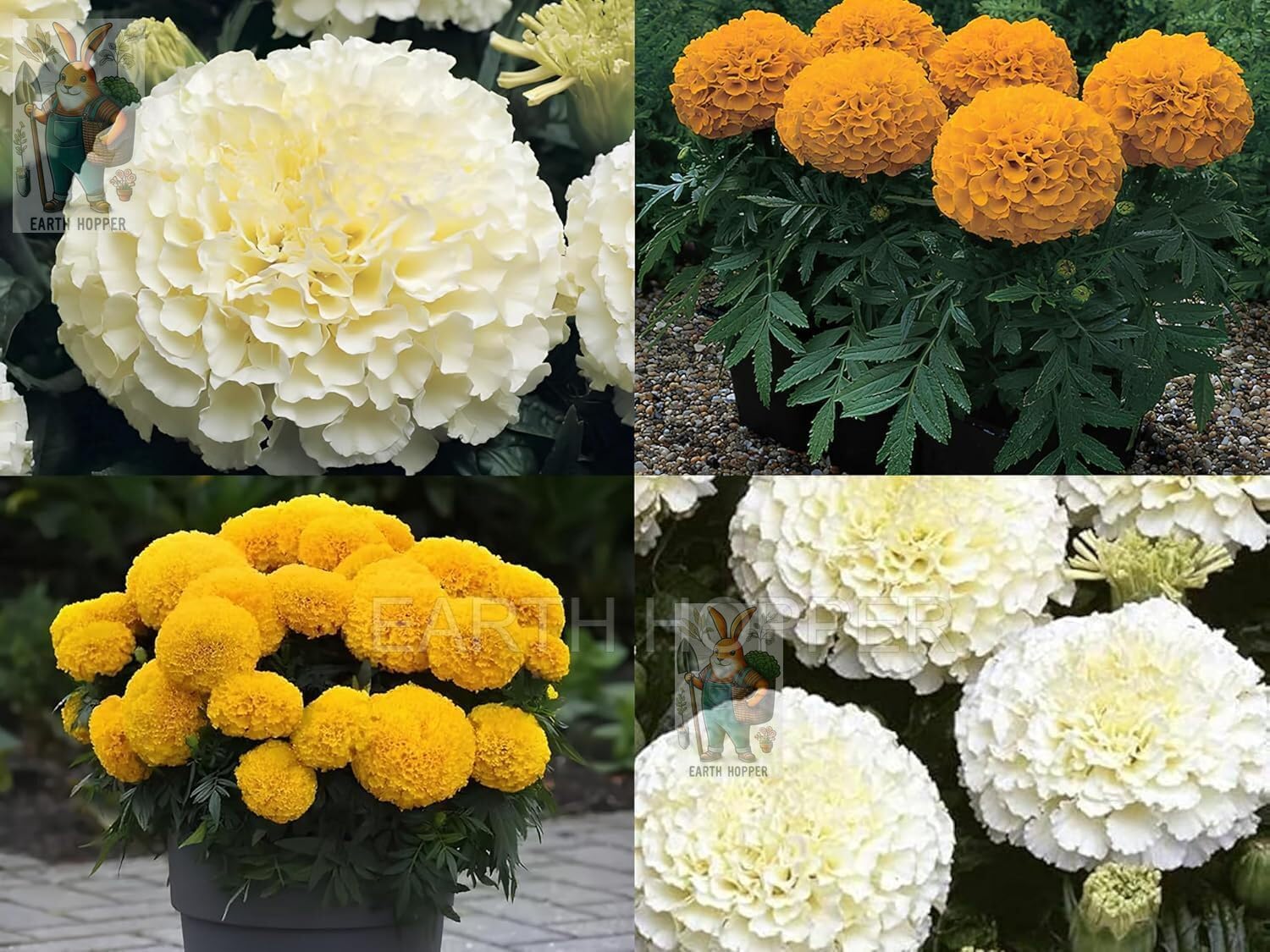 Low Maintenance Hybrid Flower Seeds Combo Pack- All Year Flower Seeds Supply (50 VARIETIES)